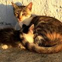 Mykonos Katzen (95)